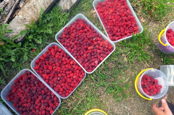My holiday wasn't ALL about running, there was still time to smell the roses and pick the raspberries (6kg of them in fact) yum!